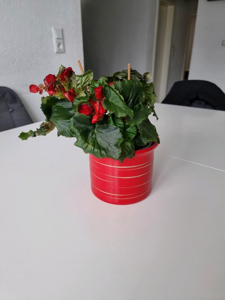 Schöne Blume mit passende übertopf zusammen in Garbsen