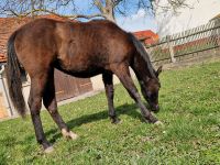 Quarter Pony Stute ! Thüringen - Erfurt Vorschau