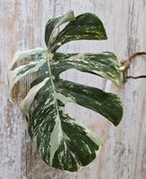 Monstera Deliciosa Variegata, Steckling Sachsen - Geringswalde Vorschau