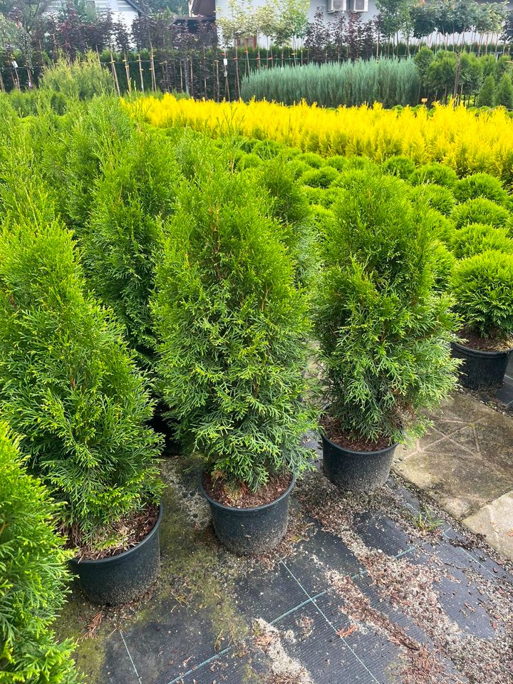 LEBENSBAUM THUJA SMARAGD BRABANT TOP HECKPFLANZEN in Dresden