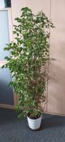 Birkenfeige Ficus Benjamina 150 cm hoch München - Maxvorstadt Vorschau