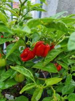 Habanero Red - Chili Samen Sachsen - Freital Vorschau