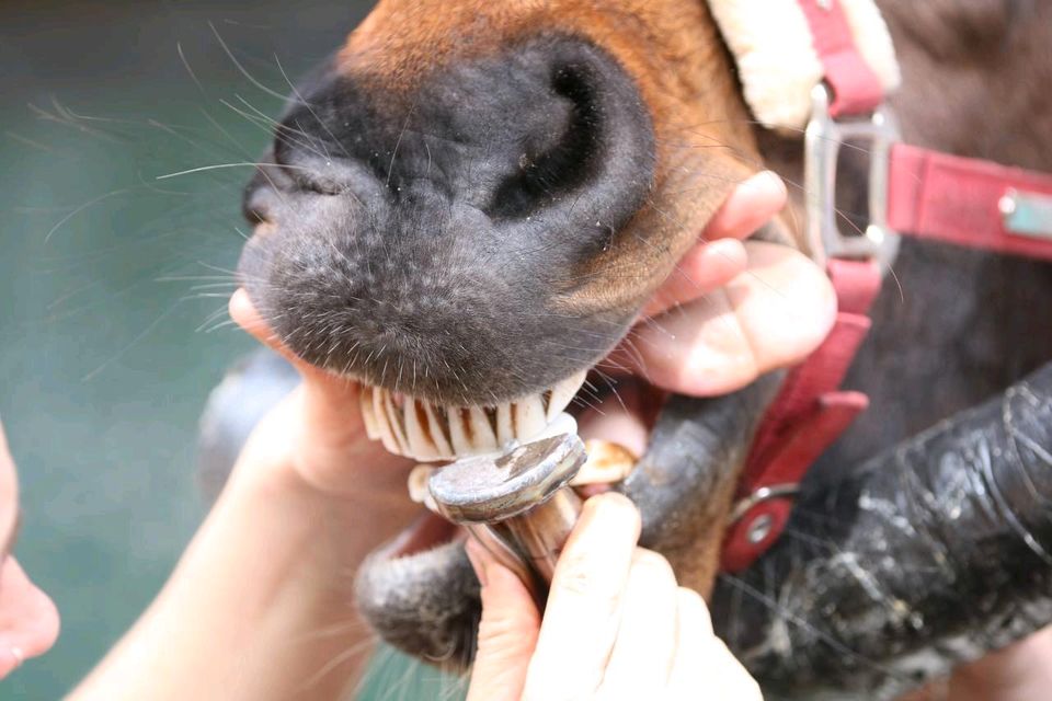 Vortrag über Zahnpflege beim Pferd/Pferdedentalpraktik in Fredenbeck