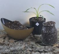 Aroid Mix für Anthurien Seedlings, Philos, Syngonium, Hoya Nordrhein-Westfalen - Oberhausen Vorschau