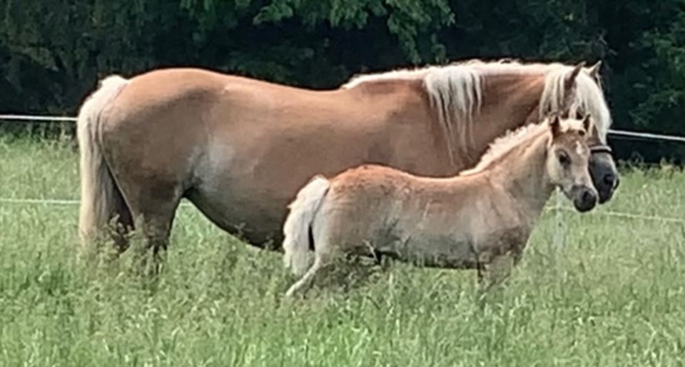 Haflinger Hengstfohlen in Suhlendorf