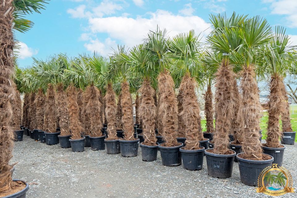 Trachycarpus Fortunei 130cm große Hanfpalme mit Pflanzenpass in Parkstein