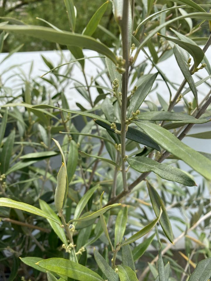 Wegen Umzug verkaufe Großen griechischen Olivenbaum im Topf in Marburg