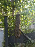 Bienenschwarm fangen, Bienen umsiedeln Brandenburg - Zossen Vorschau