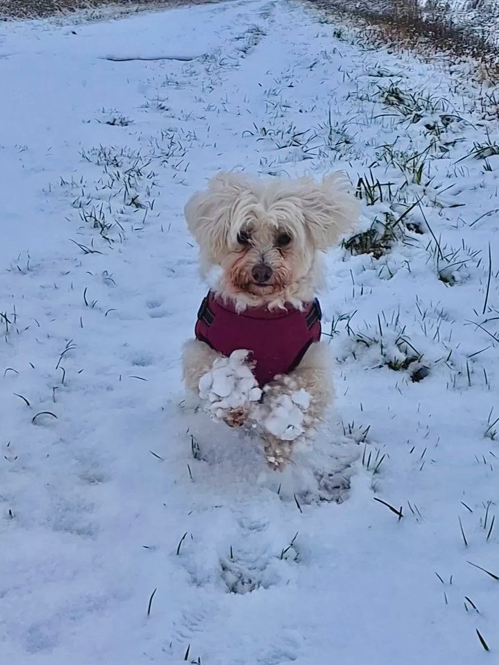 Maltichon (Malteser/Bichon), Hündin, 9 Jahre in Surwold