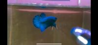 Super Blue Betta Wandsbek - Hamburg Tonndorf Vorschau