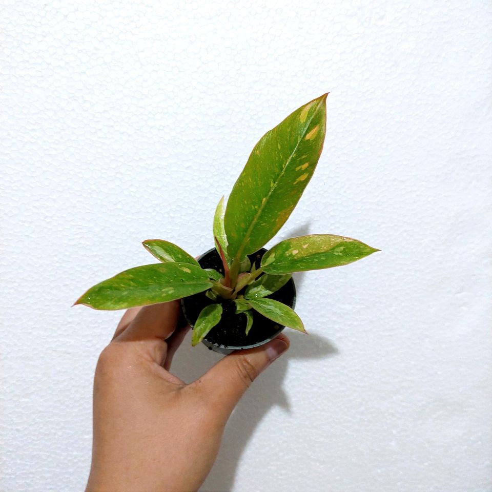 Philodendron Ring of Fire in Berlin