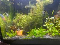 Diverse Aquariumpflanzen Wasserpflanzen Ludwigia Hornkraut Bayern - Ingolstadt Vorschau