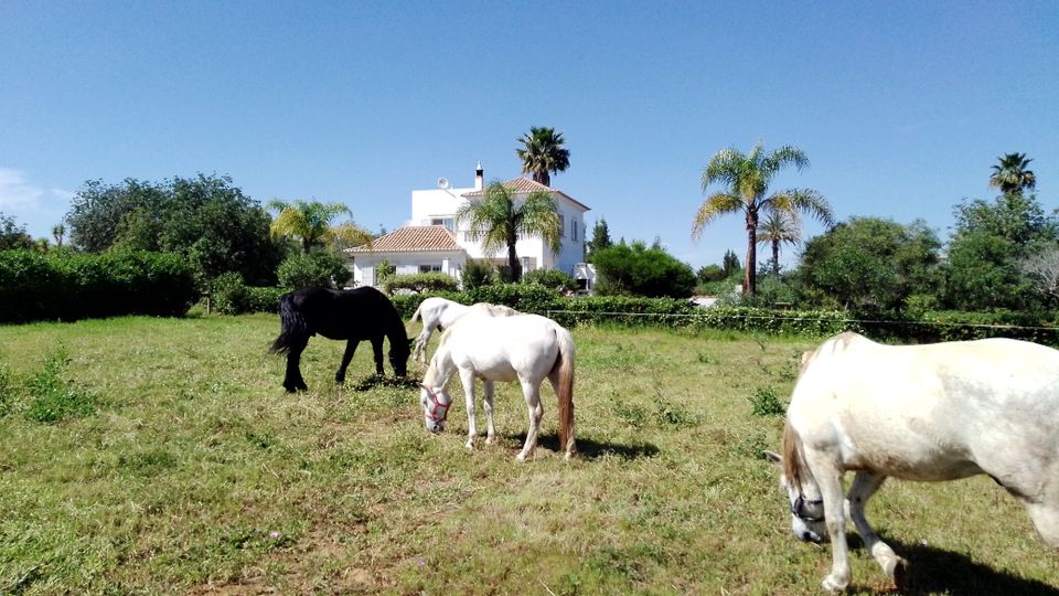 Ferienhaus Portugal Algarve, Fuseta, neuer Pool, Pferde in Ludwigshafen