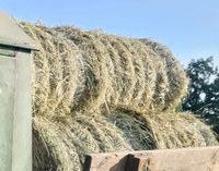 Heu erster Schnitt Pferde Schafe Kaninchen Rundballen 50x80 Sachsen - Wittichenau Vorschau