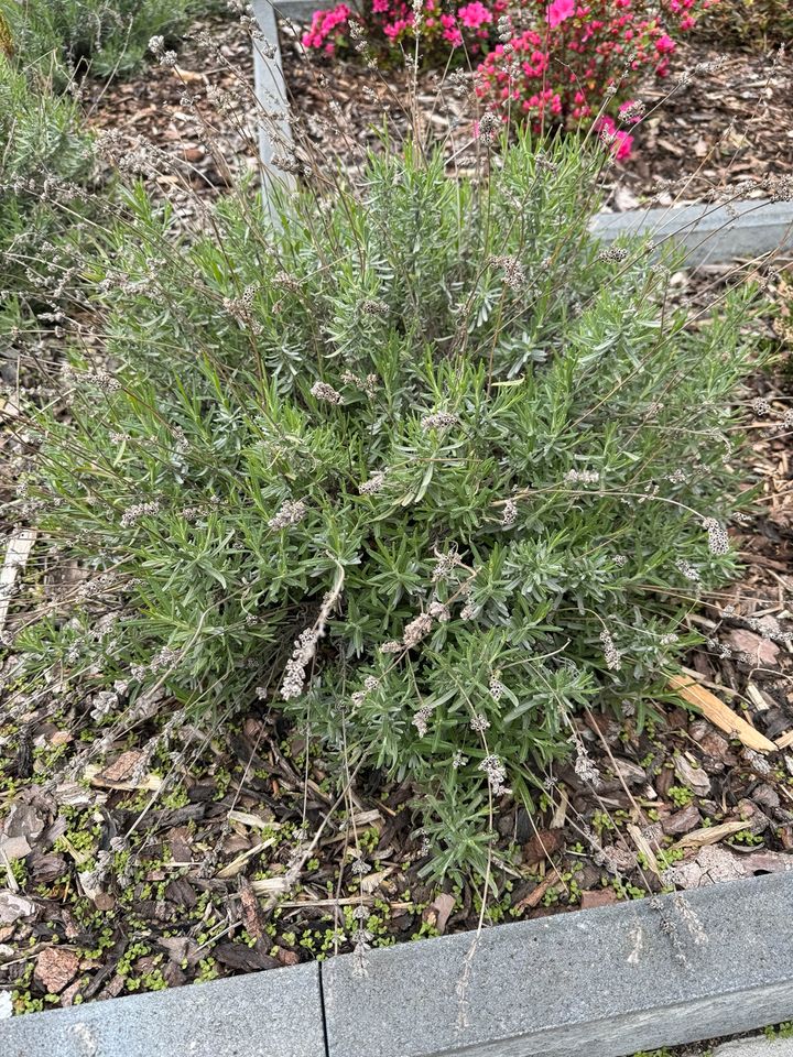 Lavendel einjährige in Düren