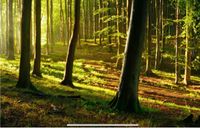 Suche Wald Waldgrundstück Waldparzelle zum Kauf Nordrhein-Westfalen - Neunkirchen-Seelscheid Vorschau