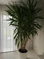 Yucca Yukka Palme im Terracottatopf Höhe ca. 250 cm Nordrhein-Westfalen - Remscheid Vorschau