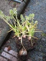 Blumenzwiebel Hyanzinthe Traubenhyanzinthen Pflanze Garten Nordrhein-Westfalen - Espelkamp Vorschau