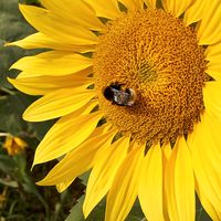 20 Korn Samen Sonnenblume "Birdy",reingelb,Wildvogelfutter,Bienen Saarland - Großrosseln Vorschau