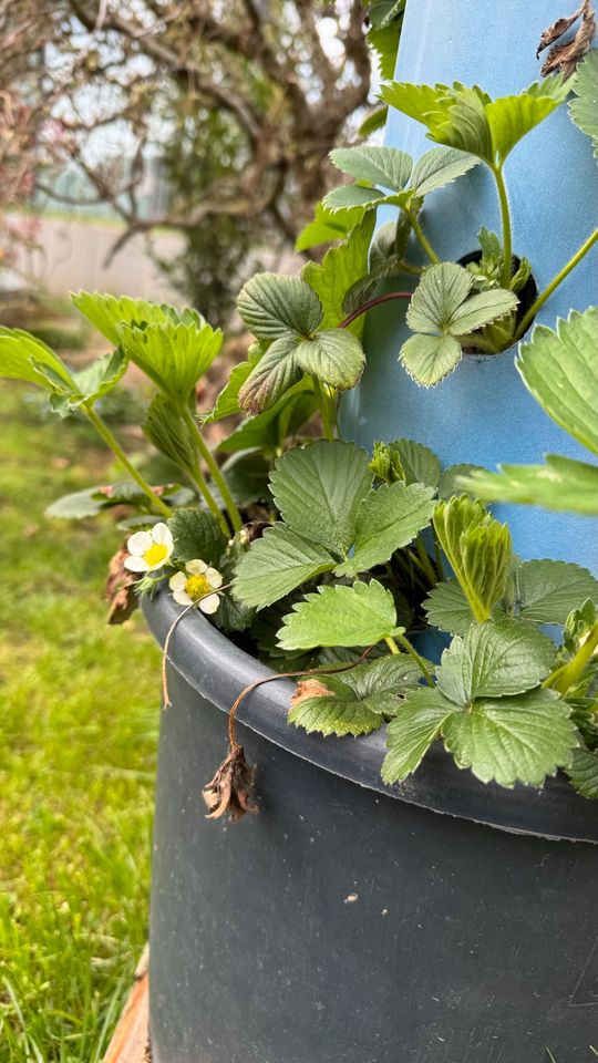 Erdbeerpflanzen Bio in Oberursel (Taunus)