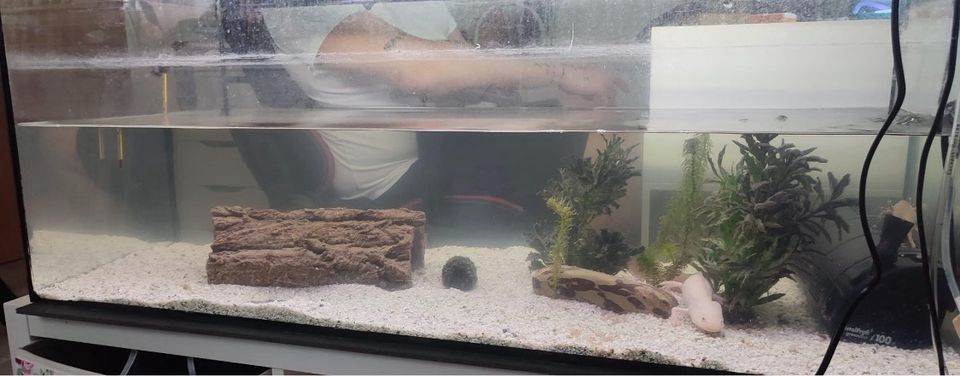 Aquarium 120l mit viel Zubehör in Spay