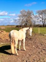 Braves Reitpony Brandenburg - Zehdenick-Badingen Vorschau