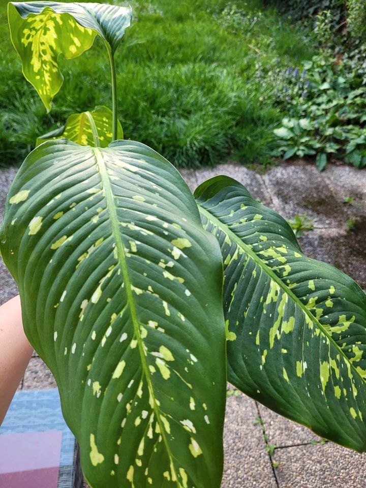 Dieffenbachia cheetan Rare große Pflanze Zimmerpflanze in München