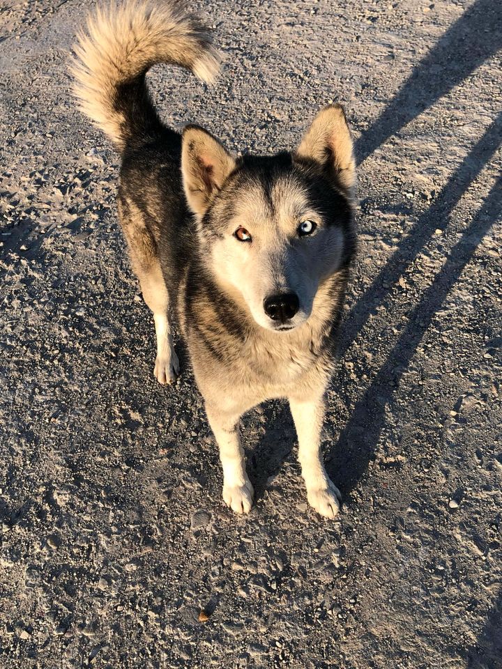 Zeus - aktiver Huskymix sucht aktives Herrchen in Ellerstadt