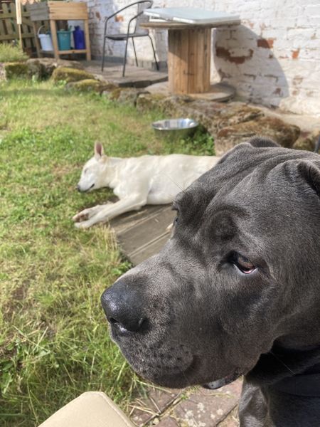 Familiäre Hundepension - Bines Pfotentreff in Wolfhagen 