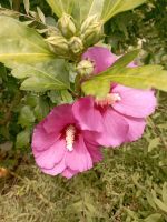 Hibiskus Ableger Düsseldorf - Flehe Vorschau