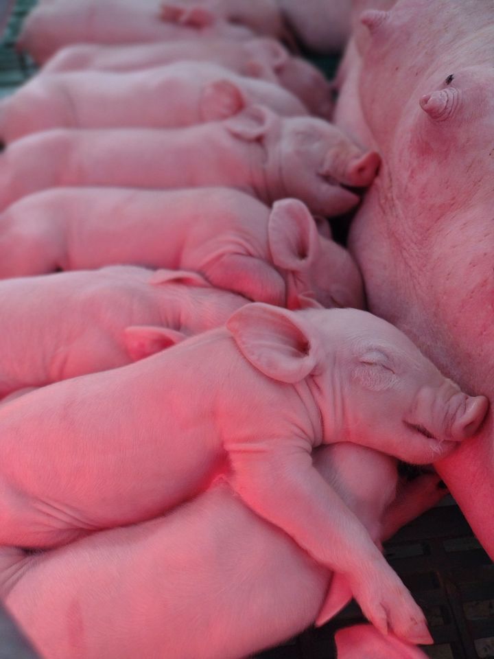 Landwirt Tierwirt Tierpfleger Helfer Ferkelaufzucht gutes Gehalt in Niebüll