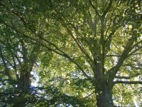 Baumfällung - Baumpflege - Rodung - Sturmschadenbeseitigung Nordrhein-Westfalen - Herdecke Vorschau