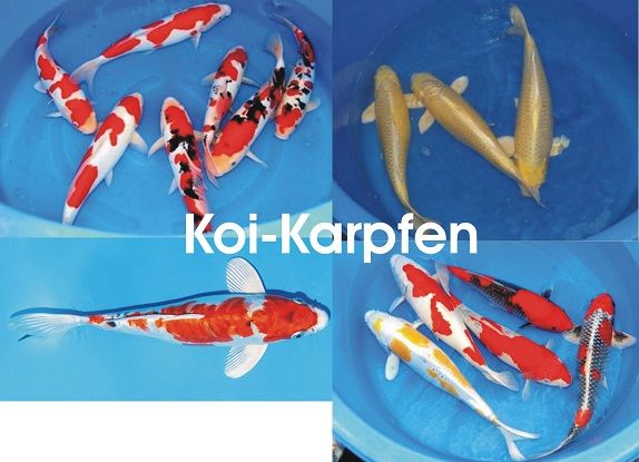 Koi `s von 7 bis 45cm - Top Qualität - // Fischfarm Eske in Flensburg