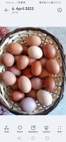 Frische Eier von Freilaufenden Hühnern Bad Doberan - Landkreis - Zarnewanz Vorschau