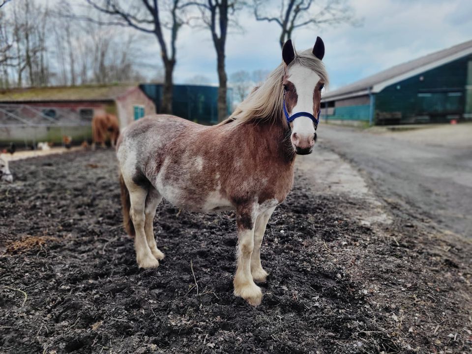 Biete besondere Pflege- und Reitbeteiligung für Ponys und Pferde in Wittmund