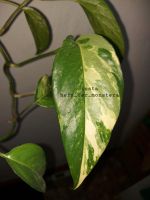 Epipremnum " pinnatum variegata " Efeutute pothos philodendron sc Bayern - Deggendorf Vorschau