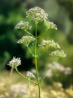 Baldrian Valeriana officinalis BIO Heilpflanze Schlaf Nervosität Niedersachsen - Westerstede Vorschau