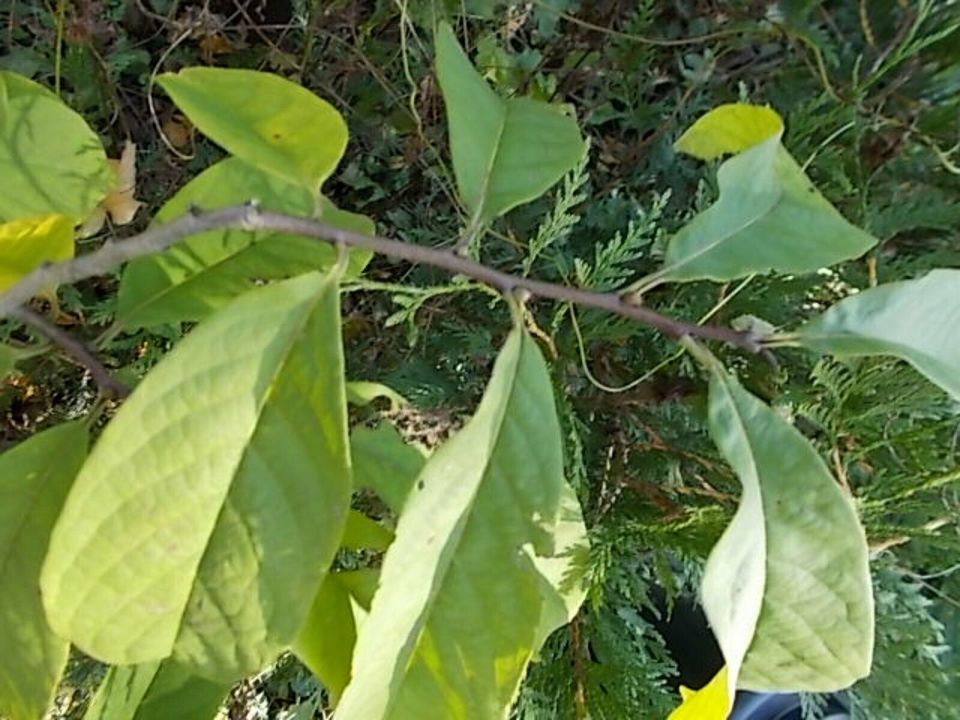 indianerbanane asimina triloba indianer banane kentucky champion in Frickingen