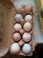 10 Eier von Freilandhaltung Sachsen - Großenhain Vorschau