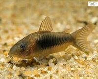 Metallpanzerwels - Corydoras aeneus Niedersachsen - Groß Oesingen Vorschau