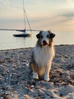 Urlaub mit Hund ☀️ Ferienhaus an der Schlei /  Ostsee Schleswig-Holstein - Kappeln Vorschau