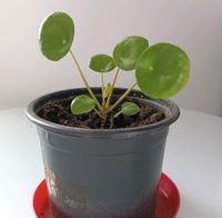 Pilea Ableger Niedersachsen - Braunschweig Vorschau