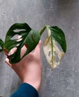 Monstera variegata adansonii Stammsteckling Berlin - Charlottenburg Vorschau