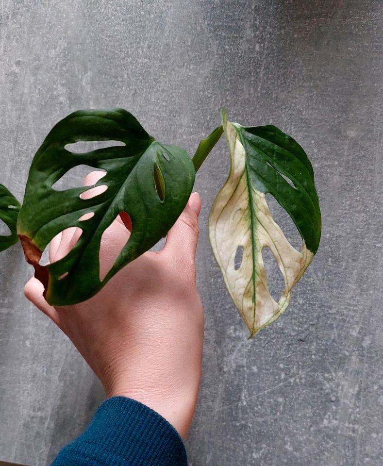 Monstera variegata adansonii Stammsteckling in Berlin