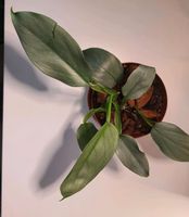 Philodendron silver sword Mitte - Wedding Vorschau