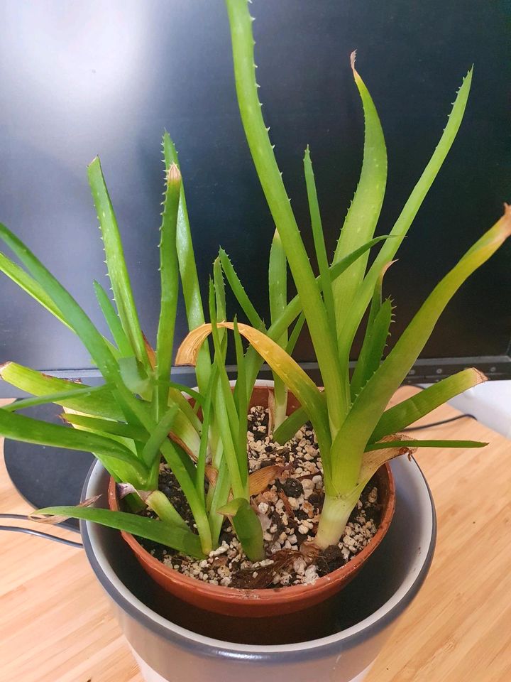 Tausch: Pflanze Aloe in Ilmenau