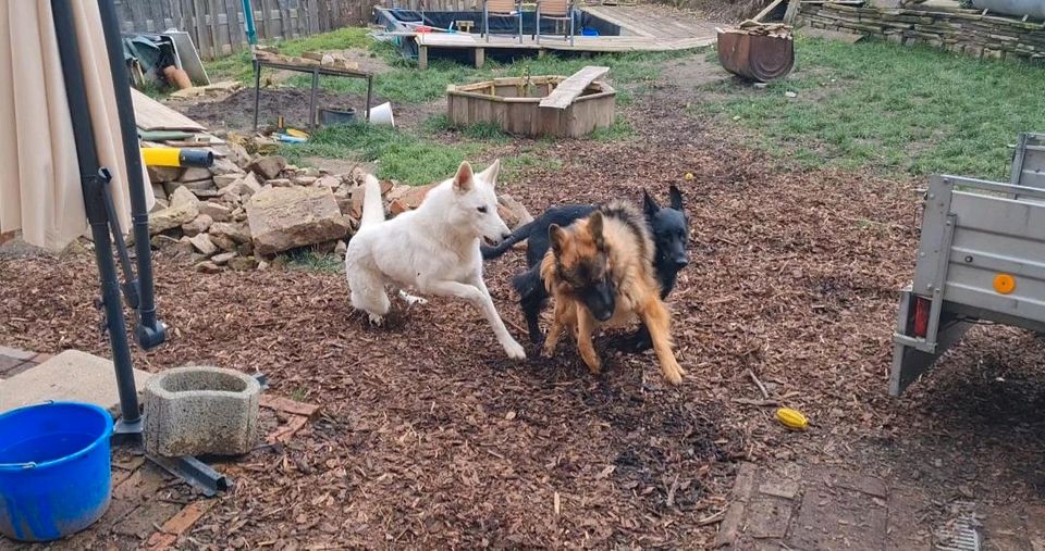 Tierbetreuung mit ❤️ für Hunde über Nacht in Reinsberg