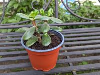 Geldbaum, Affenbrotbaum • Zimmerpflanze • sehr pflegeleicht Brandenburg - Falkensee Vorschau