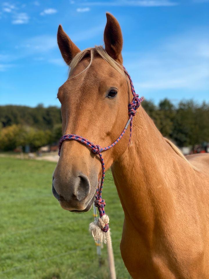 4 jähriger Spanier Wallach Palomino Andalusier Lusitano in Hohenstein