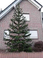 Affenschwanzbaum Nordrhein-Westfalen - Hamm Vorschau